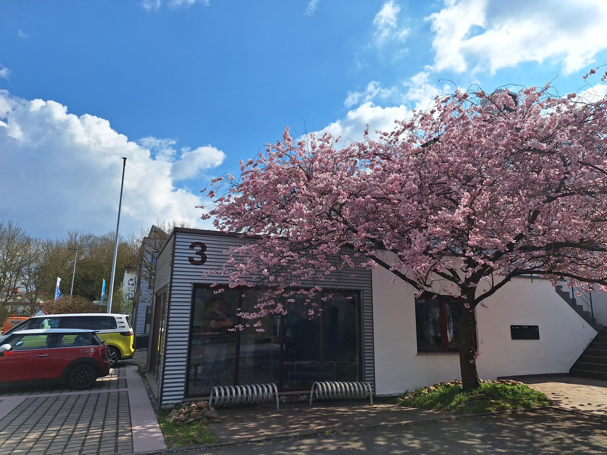 Bild vom Firmengebaeude mit bluehendem Baum